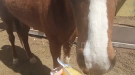 Funny horses eating applesauce