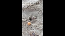 Crab vs cheesy puff