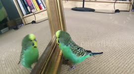 Budgie playing with his reflection
