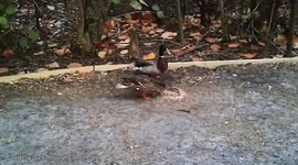 2 Ducks & an Easter Bunny - The Bunny is The Lookout