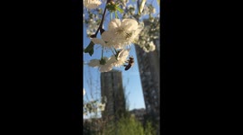 Spring - Bee on flowers (blossom) slowmotion video