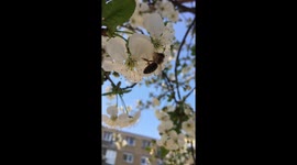 Spring - Bee on flowers (blossom) slowmotion video