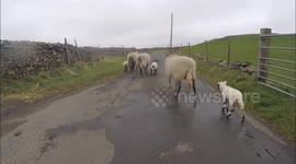 Sheep refuse to get out of road for ten minutes