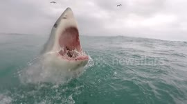 Great white shark breaches with jaws wide open