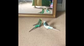 Reggie and Buster the budgies playing on the floor