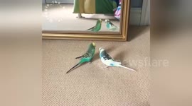 Newsflare Edit - Reggie and Buster the budgies playing on the floor