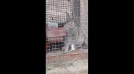 Cute rabbit eats crackers