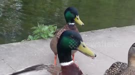 Funny green Ducks up close