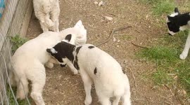 Lambs having a playful fight