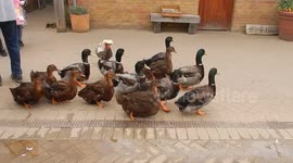 Ducks Being Herded