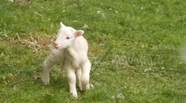 Tiny Sheep At Mudchute City Farm
