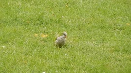 Parakeet At Mudchute City Farm