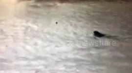 Dog takes on huge wave to retrieve ball