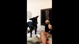 Baby cracks up over dog eating bubbles