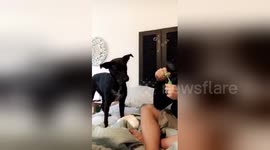 Newsflare Edit - Baby cracks up over dog eating bubbles