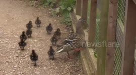 Mother duck with ten ducklings searches frantically for water