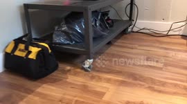 Newsflare Edit - French bulldog puppy squeezes into rather tight space