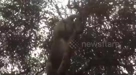 Female koala fends off aggressive male