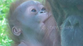 Newborn baby Bornean orangutan suckling