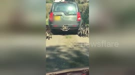 Motorist ties dogs' leads to car to walk them while driving