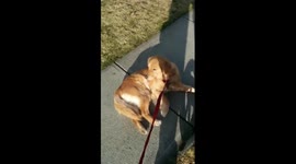 The world's most stubborn dog?