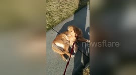 Newsflare Edit - The world's most stubborn dog?