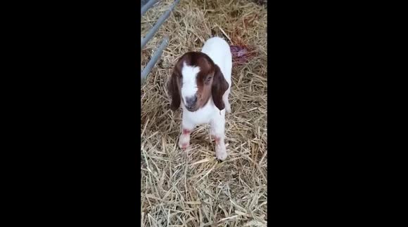 New born goat or Kid as they are called