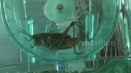 Exercising our grasshopper