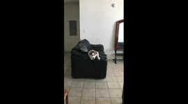 Husky fail attempt to catch a ball.