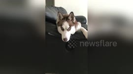 Stubborn husky dog doesn't want to catch her ball