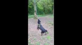 Carrot the rottweiler