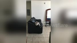 Stubborn husky dog doesn't want to catch her ball