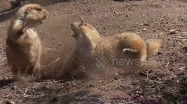 Prairie dogs stand-off before ferocious fight