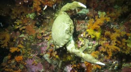 Sponge Crabs of Wakatobi, Indonesia