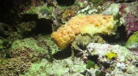 These crabs use sponges to camouflage themselves