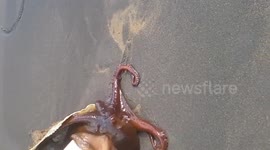 Sneaky octopus emerges from shell