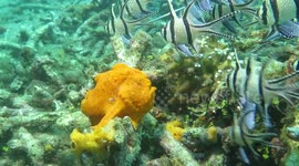 Hungry frog fish swallows two fish whole and goes for a third