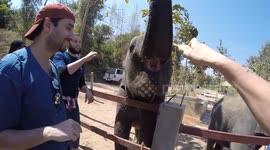 Newsflare Edit - Elephant necessities