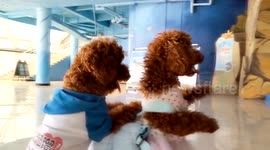 Owner dresses up two poodles for day out at the aquarium