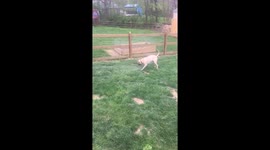 Playful Mastiff attacking water