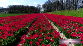 Stunning views of tulip fields in the Netherlands