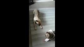 Dog gives baby run around (and giggles)