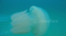 Amazing Barrel Jellyfish Sighting Whilst Spearfishing Off Portreath Beach Cornwall