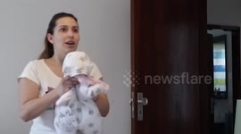 'Baby' thrown at mother in husband's elaborate prank