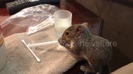 Impatient baby squirrel attempts to feed herself