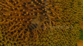 Bee in a Sunflower