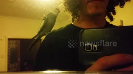 Cutest Cockatiel Sings a New Song