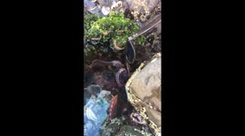 Octopus steals woman's Raybans