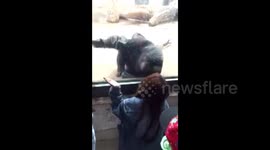 Chimpanzee blows kisses to zoo visitor