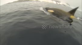 Antarctic researcher has close encounter with killer whale